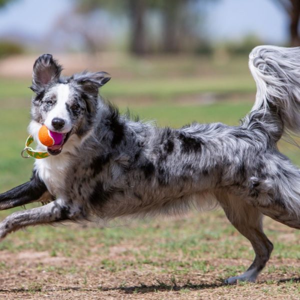 KONG AirDog Squeakair Birthday Balls Dog Toy Online Sale - Image 3